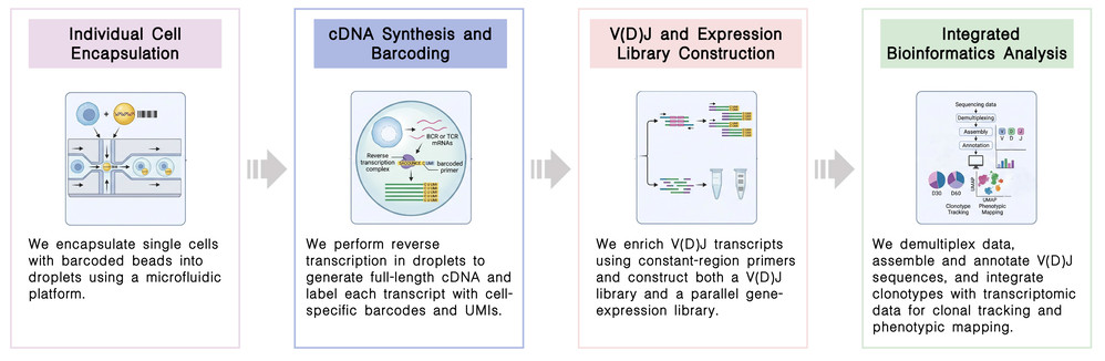 Workflow of post-CAR therapy BCR/TCR immune repertoire clonality & diversity analysis (BCR/TCR-Seq) at Creative Biolabs. (Creative Biolabs Original)